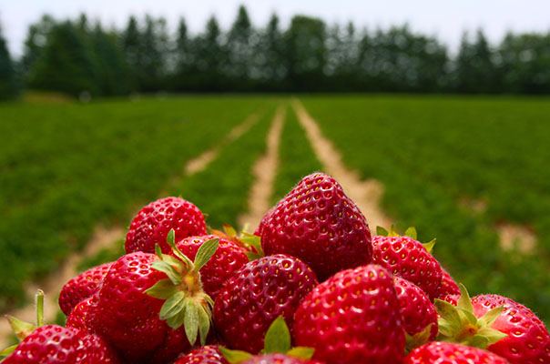 A Produção de Morangos no Brasil: Tecnologia, Clima e Qualidade